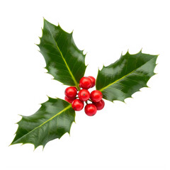 Christmas festive holly branch with green leaves and bright red berries, isolated on transparent background