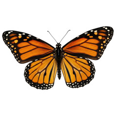 Fototapeta premium Vibrant monarch butterfly with distinctive orange and black wings