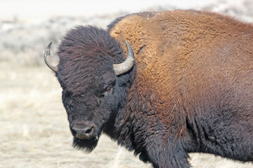Bison on Antelope Island, Utah, in winter	