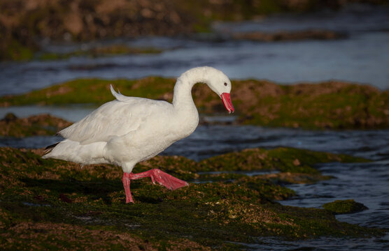 Cisne coscoroba caminando