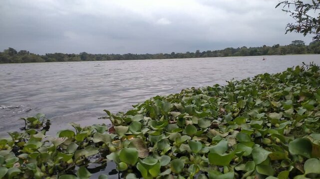 4K Close Up of Aquatic Plants Moving in Calm Lake Water 
