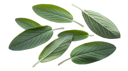 Fresh sage leaves isolated on transparent background for culinary and herbal design needs