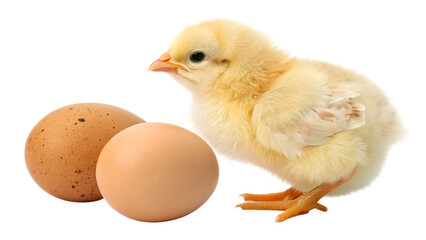 baby chicken with egg