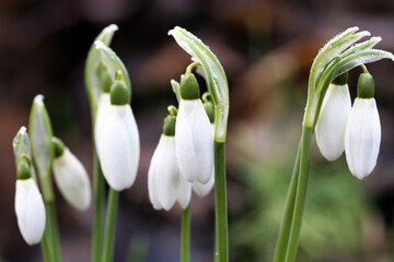 Snowdrop Flowers Blooming in Early Spring Garden