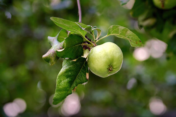 Macro image of ripe green apple hanging on tree branch, symbolizing organic farming, orchard harvest, natural nutrition, and agricultural abundance outdoors