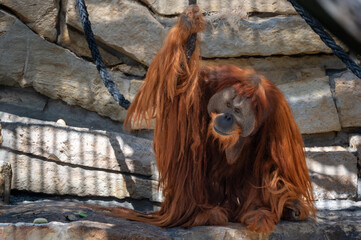 Berlin, germany, august 14, 2023. Orangutan with long red hair hanging on a rope in its zoo enclosure, gazing directly at the camera in daylight habitat © Massimo Parisi