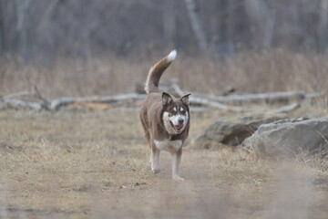 siberian husky dog, winter, Canada, nature, season, portrait,  © Peter