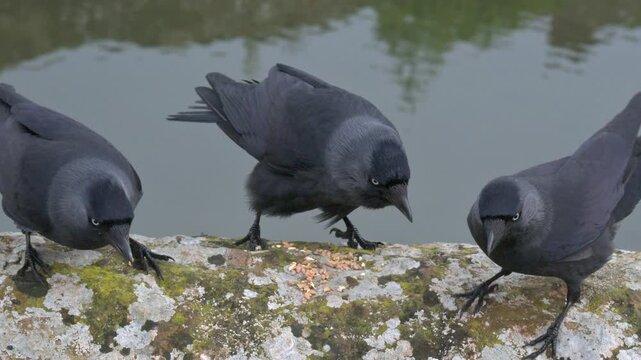 Jackdaw (Corvus monedula) eating seeds from a stone wall, trying to stop two others getting to them. February, Kent, UK [Half speed]