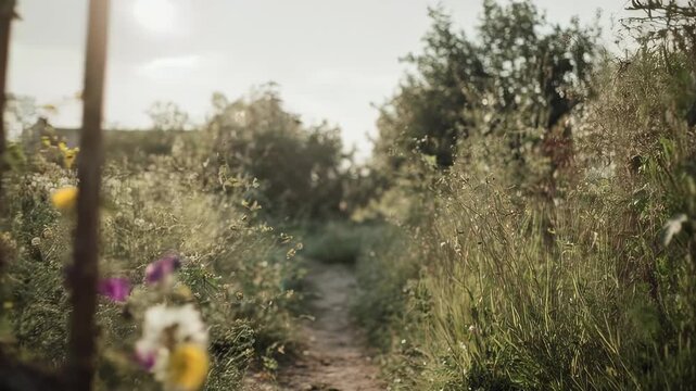 An open, rustic gate entwined with flowering vines leads into a sun-dappled, overgrown path