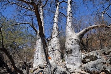Baobab Tree in Dhofar. Salalah. Oman