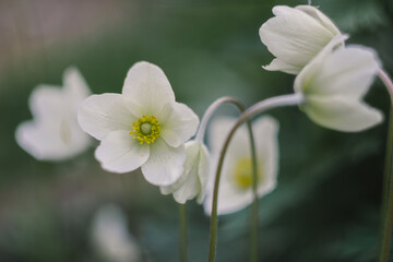 Delicate white anemone flowers in the garden
