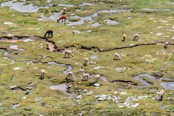 Fototapeta premium Alpacas grazing across a green hillside in the Peruvian Andes along the path to Rainbow Mountain.