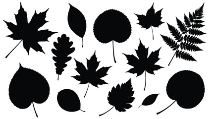 Black silhouettes of various leaves and fern fronds against white © Siam Studio
