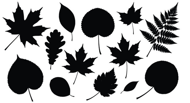 Black silhouettes of various leaves and fern fronds against white