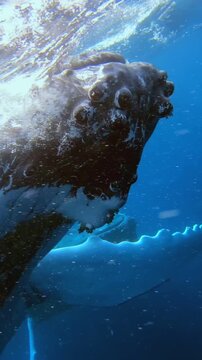 Explore close-up underwater views of a majestic Humpback Whale. See its massive head, tubercles, and flippers as it swims effortlessly in Hawaiian waters. Observe this gentle giant up close.