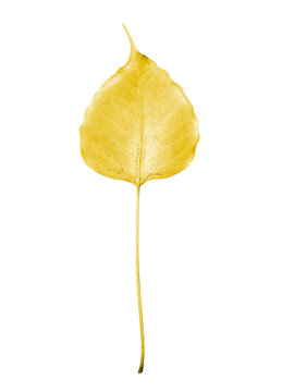 Golden yellow Bodhi tree leaf isolated on transparent background. Dried sacred fig foliage symbol of Buddhism religion. Natural heart shaped organic texture for meditation and peace concept view.
