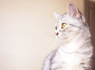 Obraz premium Gray tabby cat looking up beside stacked books, indoors on a table. Curiosity, study, bookshelf, home, alert 