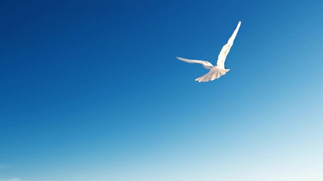 White dove flying bird blue sky freedom peace spirituality hope gentle light nature background tranquil flight graceful white dove flying across blue sky carrying peace symbol and calm wildlife scene