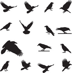 Obraz premium Silhouettes of crows in various poses and actions .