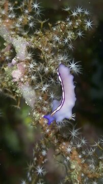 Observe a pale, striking flatworm with vibrant blue accents. It delicately navigates through a colony of white Star Polyps attached to a branch, underwater in the Lembeh Strait.