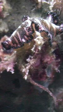 Observe a juvenile flamboyant cuttlefish resting on a piece of coral, its colorful patterns and textures blending with the reef environment during the daytime.