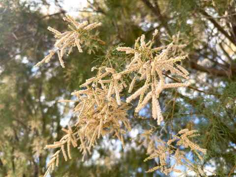 Blooming tamarisk branches with pale catkins close up view, green foliage blur background. Tamarix or salt cedar tree