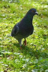 Obraz premium Wild grey pigeon walking on green grass in spring park. Nature, wild birds in spring , fauna, wildlife protection. 