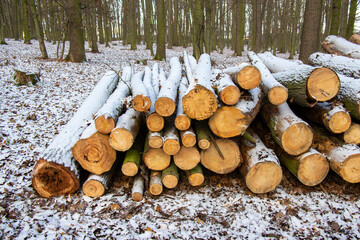 Cutting of the trees, bark beetle calamity, conifer tree logs firewoods on pile in woodland covered with winter white snow