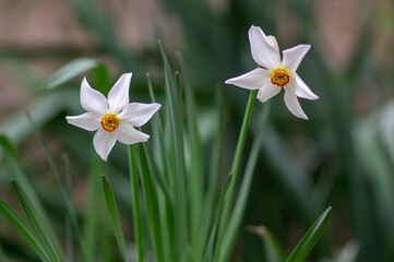 Narcissus poeticus bright white ornamental flowering plant, group of beautiful springtime flowers in the garden