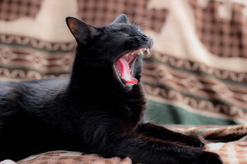 portrait of a black cat yawning © Kat Holm DP