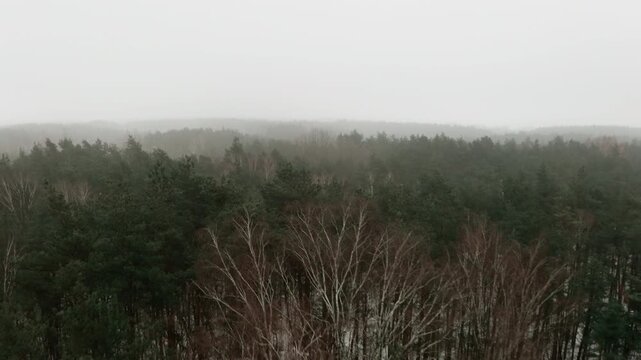 Mysterious forest landscape with green pines covered in thick fog. Gloomy woods wilderness during cold winter or autumn day with heavy mist and grey sky.