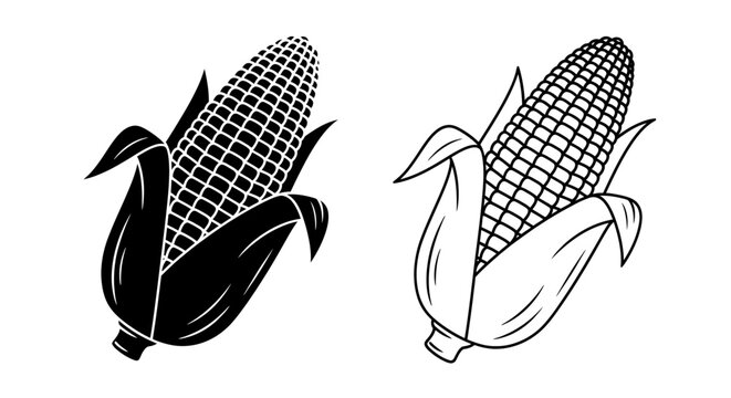 Two corn ears on white background, corn illustration, corn cob, corn design Vector