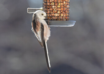 Long-tailed tit eating peanuts at the feeder © Maria