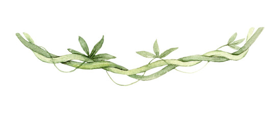 Watercolor tropical liana vine with elongated green leaves. Botanical hanging plant element for jungle scene, safari nursery decor, wallpaper border, textile print, mural composition or poster design. © Evgeniia