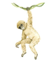 Watercolor gibbon hanging from green leaf with raised arm and long curved limbs. Tropical primate illustration for wallpaper, textile print, nursery decor, packaging and wildlife themed interiors. © Evgeniia