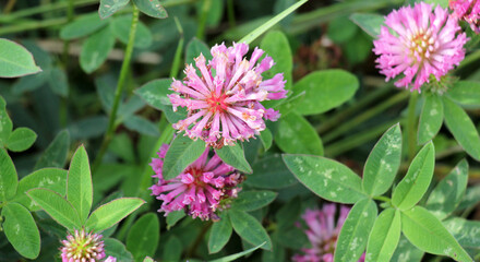Obraz premium Clover middle (Trifolium medium) blooms in a meadow among grasses