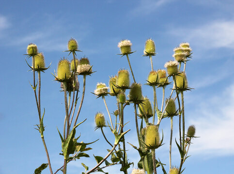 Dipsacus grows in nature