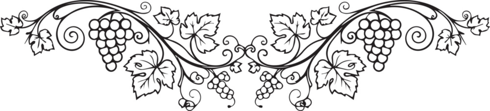 Elegant black and white illustration of grapevine with clusters and leaves, decorative border design element.