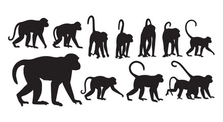 Obraz premium Silhouette of various monkey poses, primates in different walking positions, animal illustrations for design use.