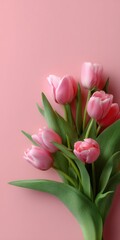 Fototapeta premium Pink tulips with green leaves on soft pink background