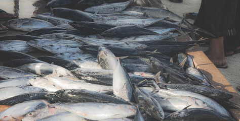 Fresh Tuna Fish at Seafood Market