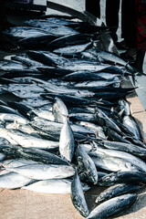 Fresh Tuna Fish at Seafood Market