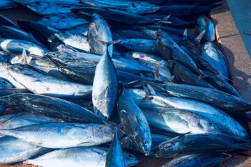 Fresh Tuna Fish at Seafood Market