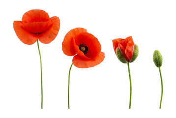 Obraz premium Four vibrant red poppy flowers in full bloom isolated on transparent background for design and decoration