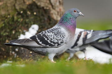 Obraz premium Rock Pigeon (Columba livia) – adult standing on grass near tree trunk, iridescent neck plumage – common species in the wild in the Czech Republic