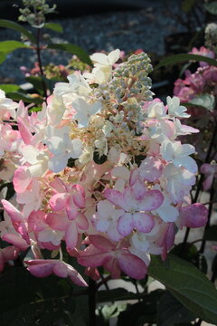 Hydrangea paniculata 'Pinky Winky', Rispen-Hortensie mit roten Bl&uuml;ten