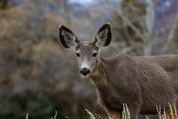 Deer looking