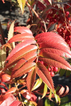 Sorbus aucuparia 'Ulong', Eberesche mit roter Herbstf&auml;rbung und Beeren