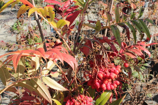 Sorbus aucuparia 'Ulong', Eberesche mit roter Herbstf&auml;rbung und Beeren