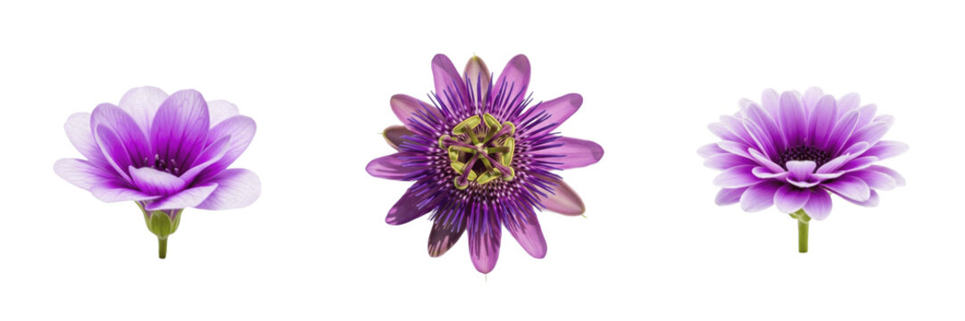 Set of Purple Passion Flower and Daisy Blooms transparent background, PNG